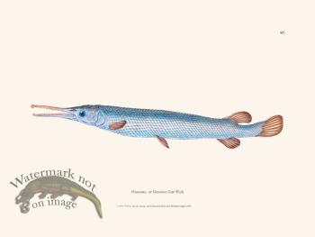 090 Greater Gar-Fish